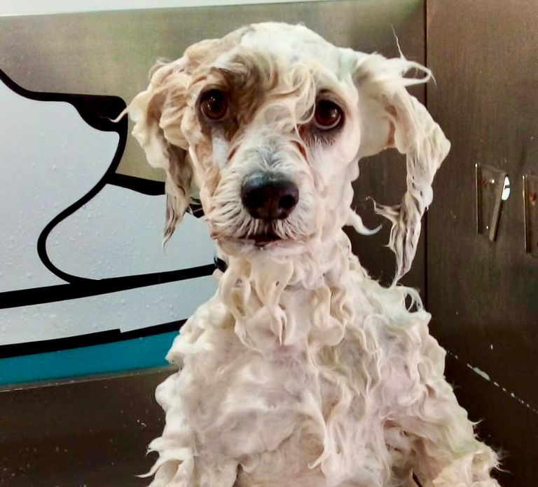 baño de perros en la peluquería canina de GarbiTxakur 